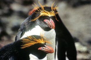 Macaroni Penguins