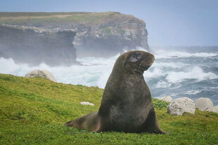 Hookers Sea Lion