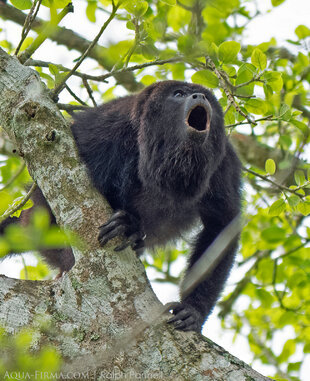 Black Howler monkey in Belize
