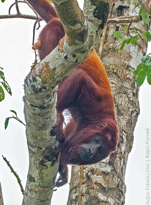 Red Howler Monkey in the Ecuadorian Amazon