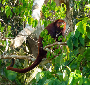 Howler Monkeys primarily eat leaves