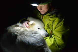 Husky Cuddles