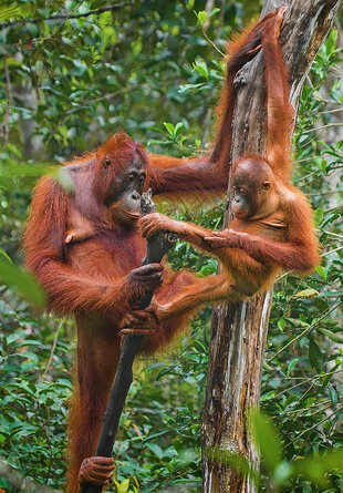 Orangutan mother & child