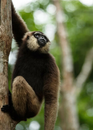 Agile Gibbon (Hylobates agilis)