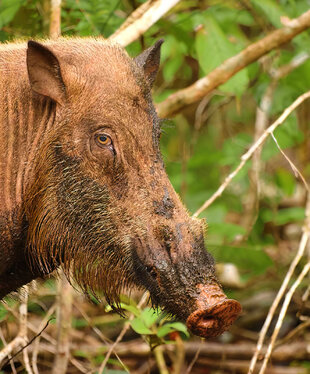 Bearded Pig