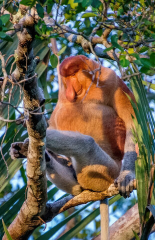 Proboscis Monkey