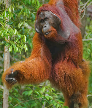 Large Male Orangutan