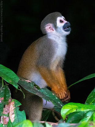 Ecuadorian Squirrel Monkey