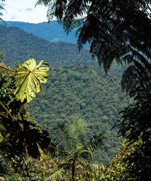 Cloud Forest in the Choco-Andean Rainforest Corridor