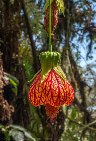 Cloud-Forest Flora in the Choco-Andean Rainforest Corridor