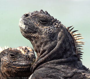 Galapagos marine iguana