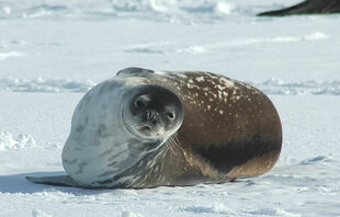 Antarctica Weddell Seal