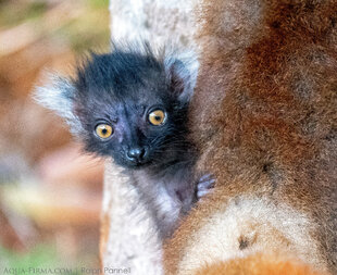 Baby male black lemur