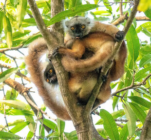 A pair of female Black lemurs photo: Ralph Pannell