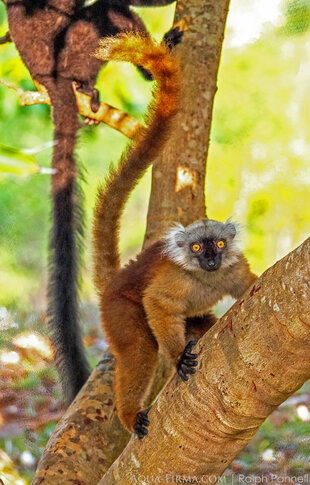 Female Black Lemur close to the Sacred Forest on Sakatia Island