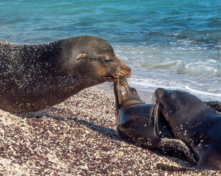 Bull Sealions have a pronounced forehead