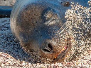 Galapagos Sealion on San Cristobal Island - Ralph Pannell Aqua-Firma