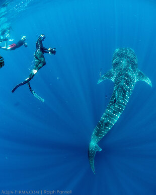 Whale Shark researcher Stella Diamant taking photo ID in Madagascar