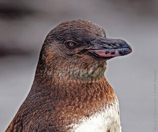 Galapagos penguin