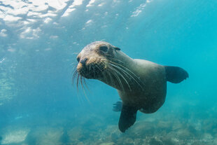 Galapagos Sealion pup underwater