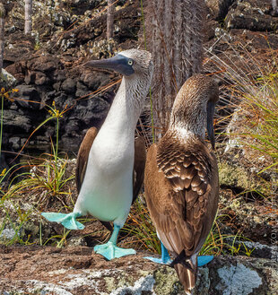 Female Blue-footed showing a lack of interest in her male exhibitor