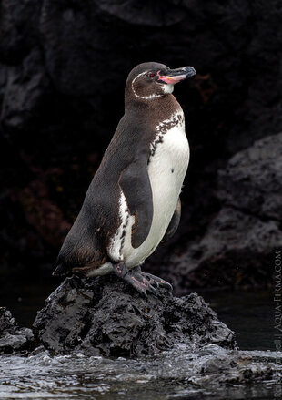 Galapagos penguin on lava rocks Las Tintoreras