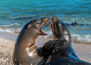Galapagos sealions play fighting