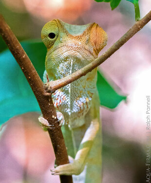 Chameleon Lokobe Forest