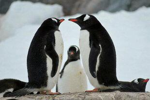 Gentoo Penguins Antarctica