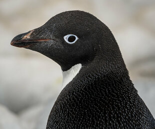 Adelie Penguin Antarctica