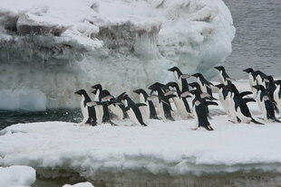 Adelie Penguins Antarctica