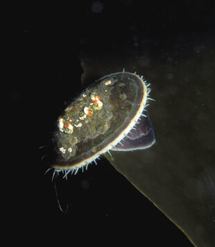 Antarctic Marine Life