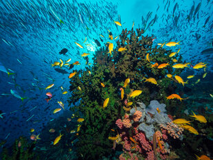 Soft Corals at Tufi in Eastern Papua New Guinea