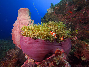 Anemone & Anemone Fish and Giant Sponge