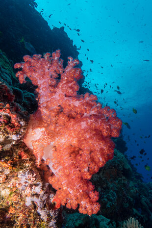 Soft corals of reef wall