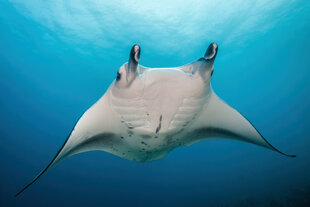 Manta Ray of Papua New Guinea coastal reefs