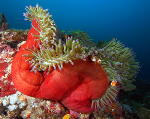 Anemone with Anemone Fish