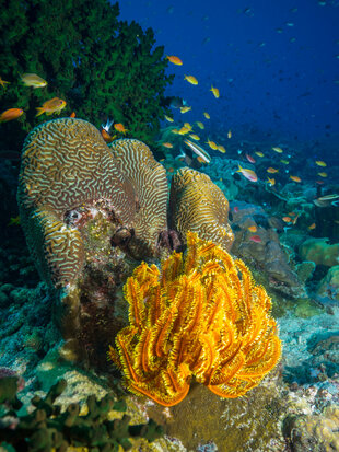 Hard Coral Reefs of Eastern Papua New Guinea