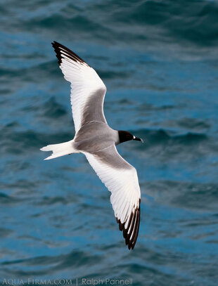 Swallow-tail Gull in flight South Plaza Island