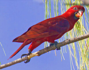 Rudland Cardinal Lory - Solomon Islands