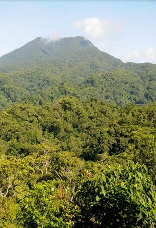 Forested Mountain in Papua New Guinea