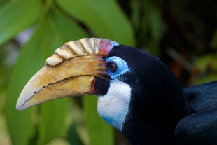 Blyth's Hornbill