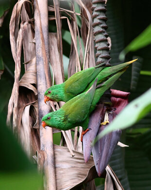 Palm-Lorikeet-Solomon-Islands.jpg