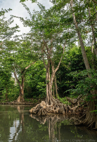 Mangrove channels of Dominica