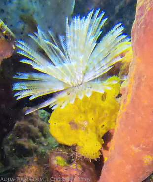 Frogfish with Fan Work Crown on Dominica's coral reefs