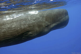 Sperm Whales ... close up