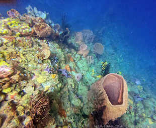 The Coral Reefs of Dominica really are worth spending longer to experience