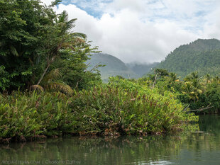 Mangroves & Mountains of Dominica