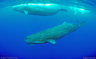 Sperm Whale pair