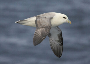 Fulmar in Greenland